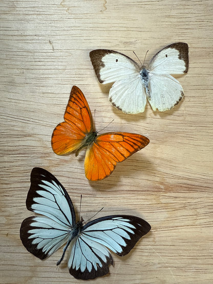 3 Spread butterflies, not framed Lot 507