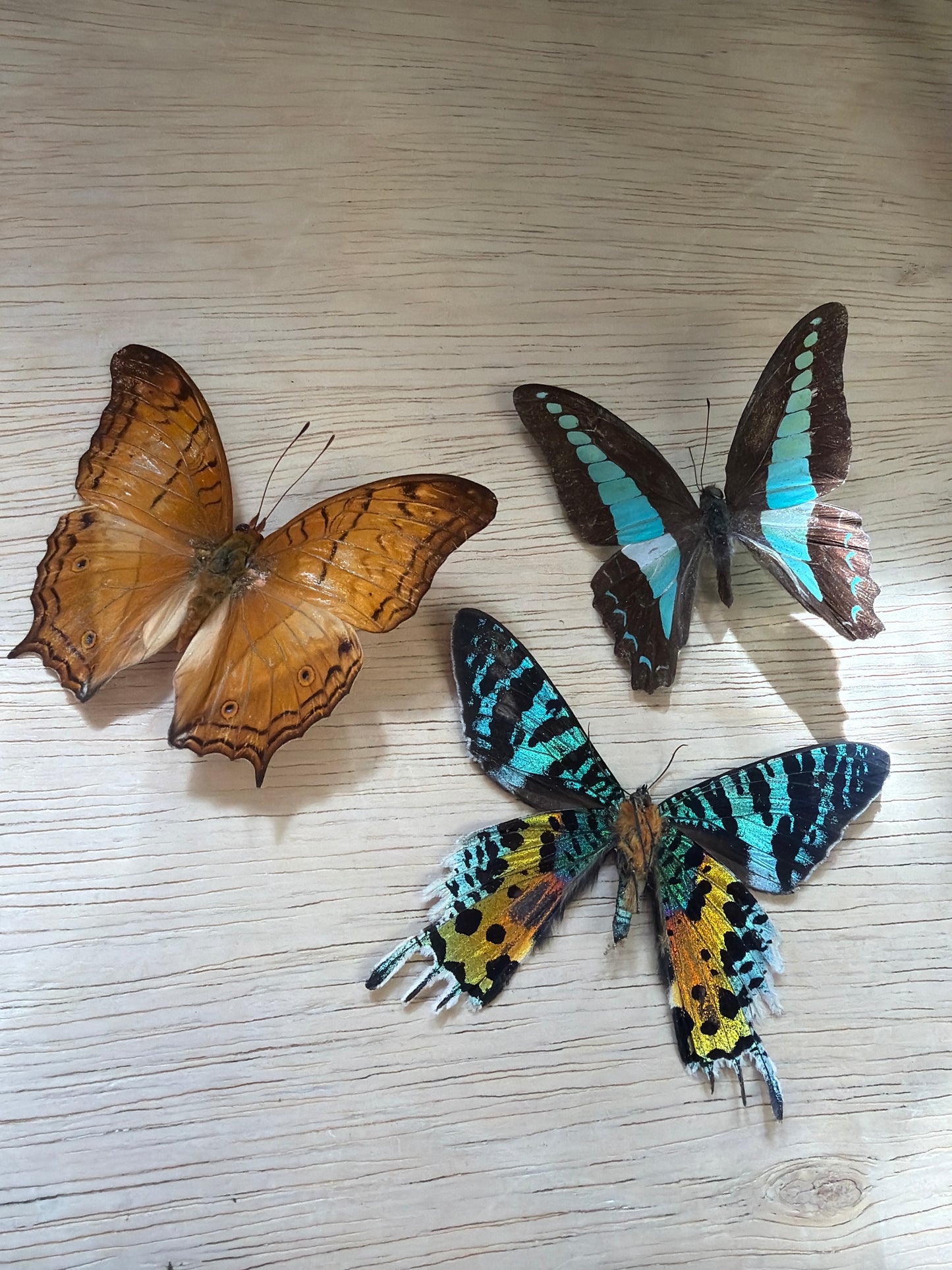 3 Spread specimens, not framed Lot 508