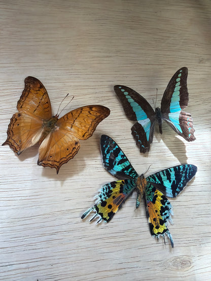 3 Spread specimens, not framed Lot 508
