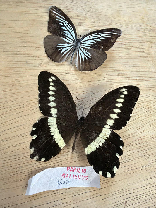 2 Spread butterflies, not framed Lot 501