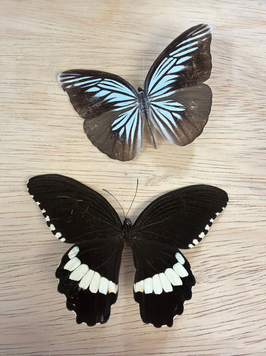 2 Spread butterflies, not framed Lot 500