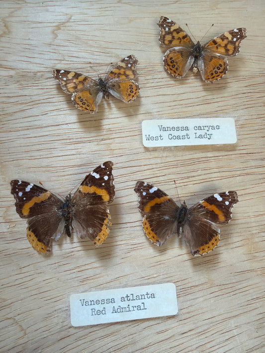 4 Vintage Spread Butterflies, not framed Lot 507