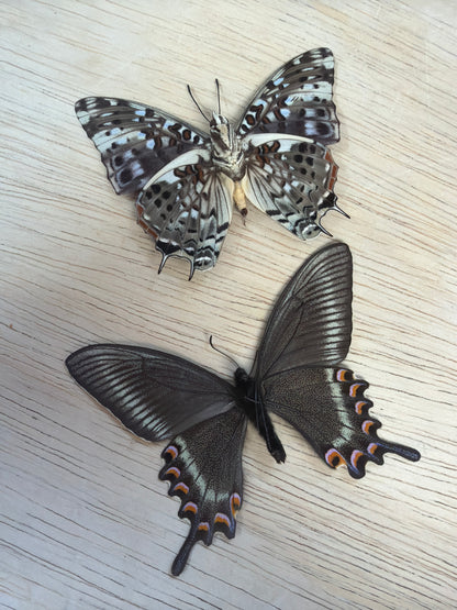 2 Spread Specimens, not framed Lot 501