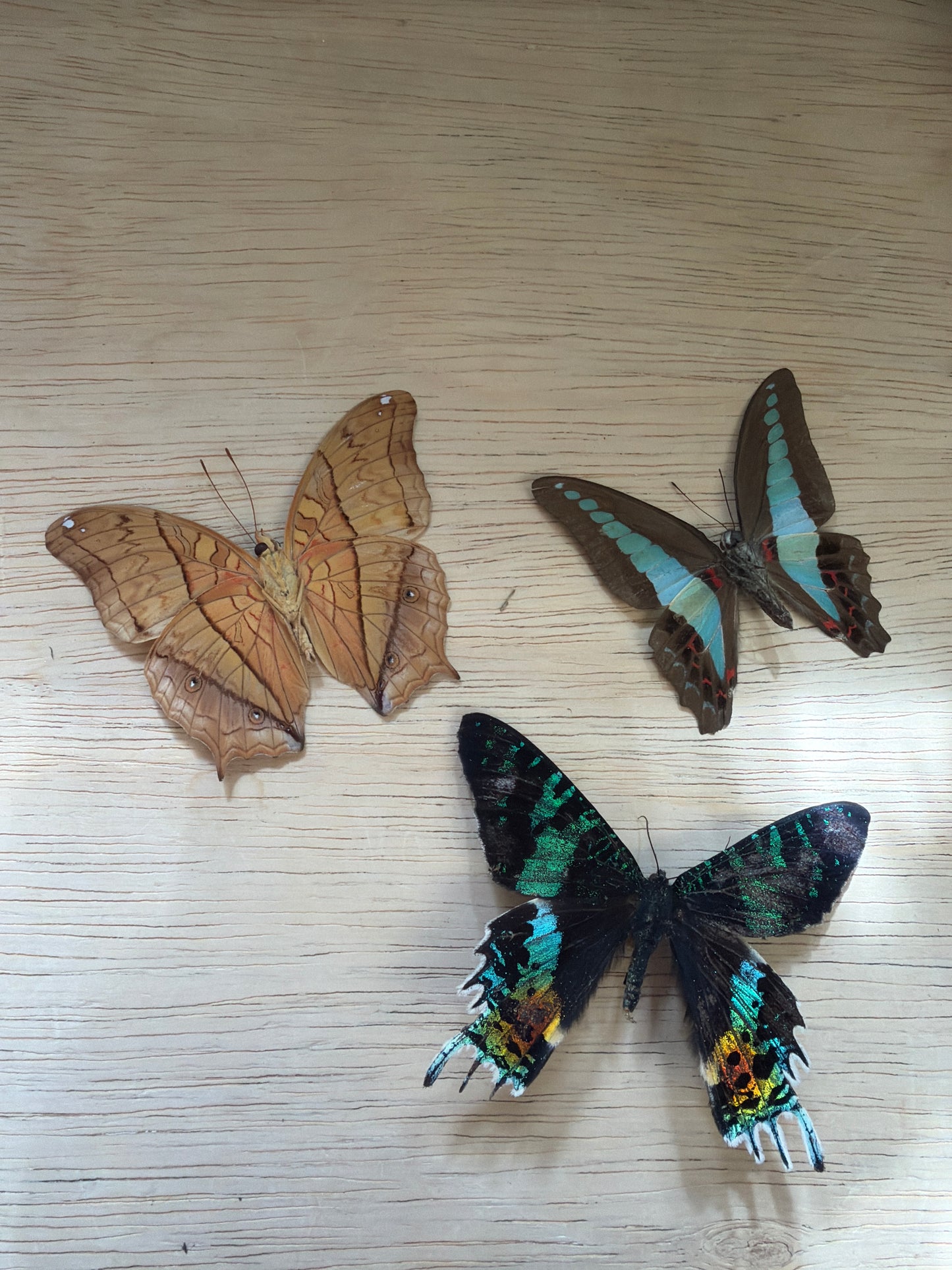 3 Spread specimens, not framed Lot 508