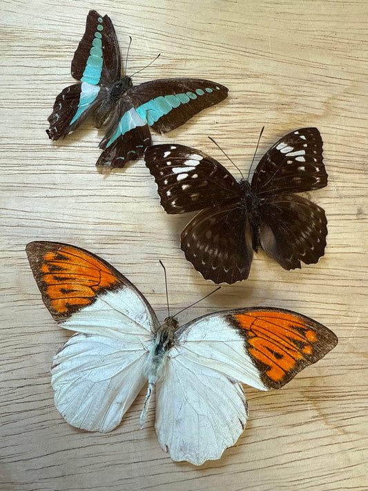 3 Spread butterflies, not framed Lot 502