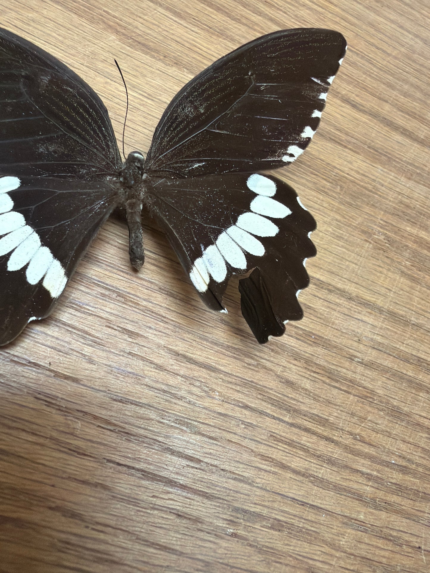 3 Spread butterflies, not framed Lot 500