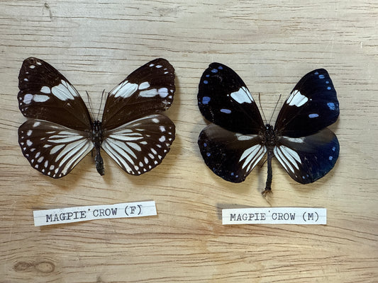 Magpie Crow Spread butterflies, not framed Lot 520