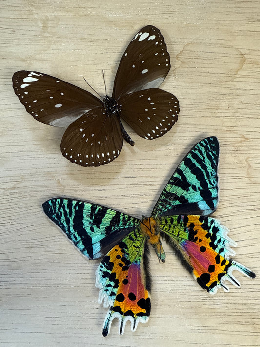 2 Spread butterflies/moth, not framed Lot 512