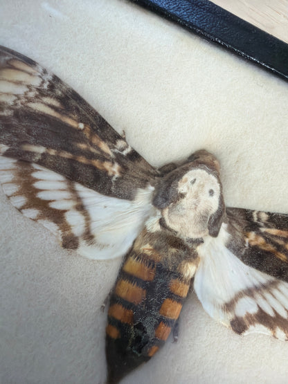 Vintage Framed Death's Head Hawkmoth