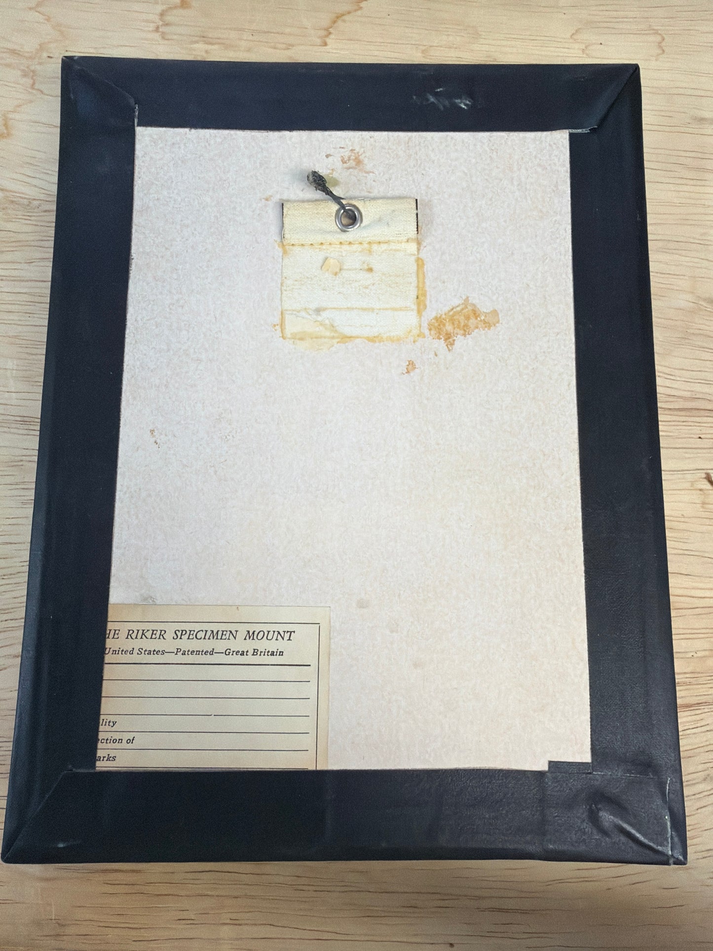 Vintage Framed Anise Swallowtail