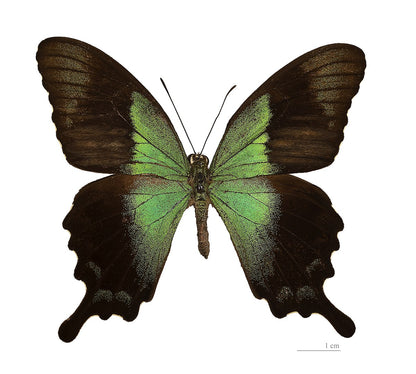 Papilio peranthus, Green Peacock Swallowtail Butterfly