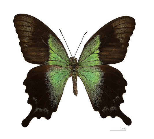 Papilio peranthus, Green Peacock Swallowtail Butterfly