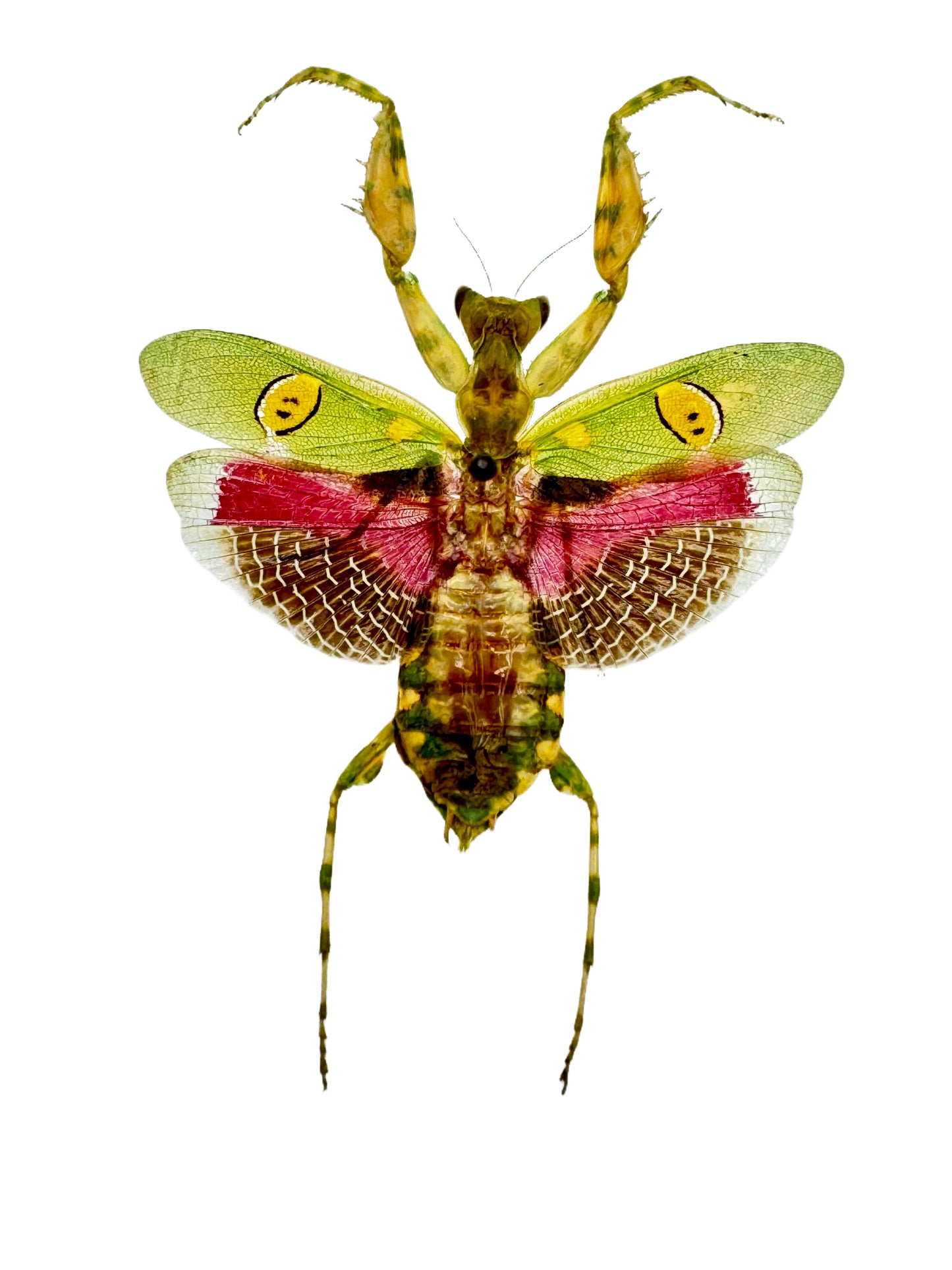 Jeweled Flower Mantis REAL Creobroter gemmatus SPREAD