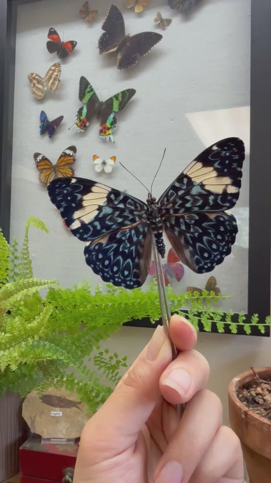 Red Cracker Butterfly 'Hamadryas amphinome'