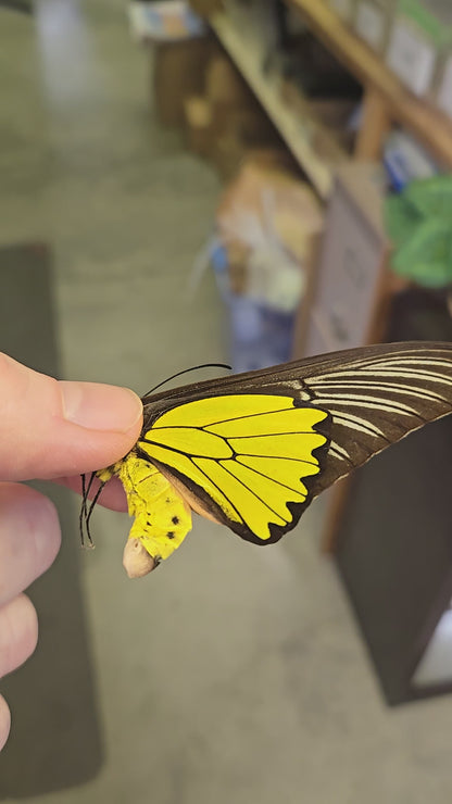Troides magellanus, Iridescent BIRDWING -2002