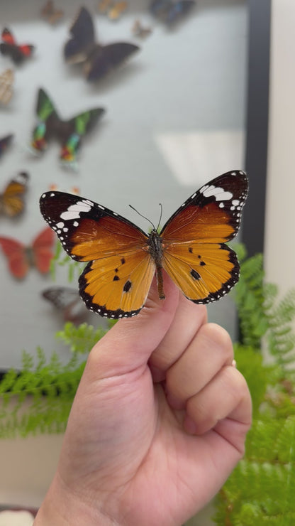 African Monarch Danaus chrysippus Butterfly Unmounted