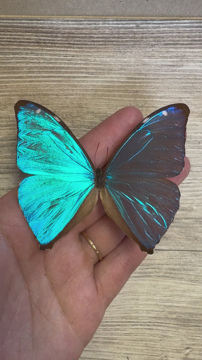 Blue Morpho Butterfly 'Morpho Aega' UNSPREAD