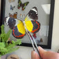 Delias timorensis Butterfly, Black, Red, Yellow