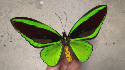 Green Birdwing Butterfly! Male 'Ornithoptera priamus poseidon'