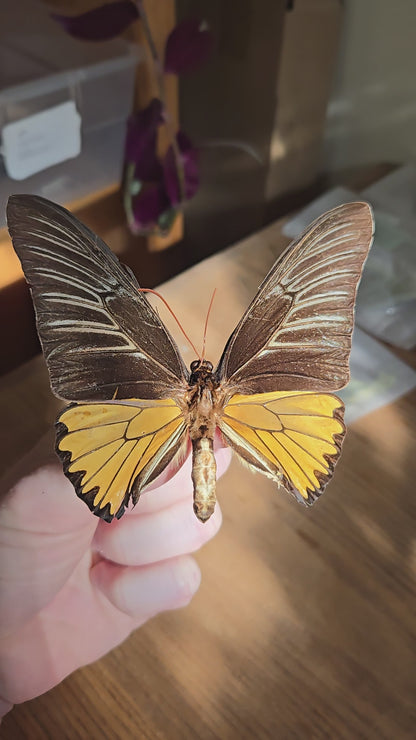 Iridescent Vintage Troides magellanus Birdwing Butterfly