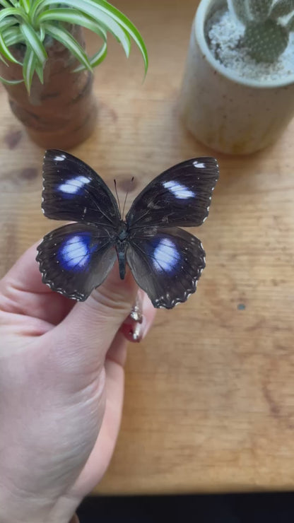 Blue Moon Butterfly 'Hypolimnas bolina' Male Unspread