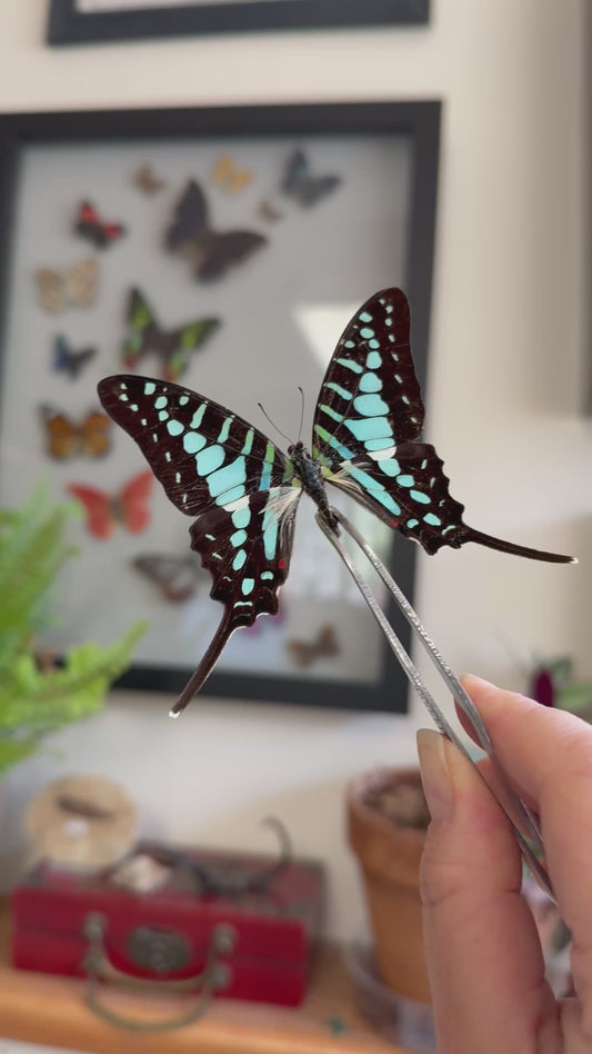 Graphium policenes, Swordtail Butterfly
