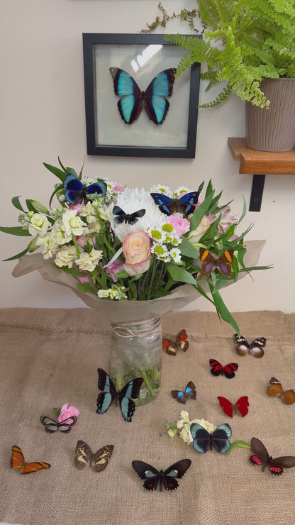 Real Butterflies and Moths For Wedding Decor WINGS SPREAD open, Mixed Random Assortment of 1 or 3 species