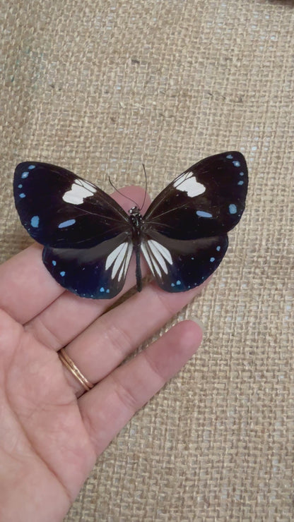 Blue Magpie Crow Butterfly 'Euploea radamanthans'