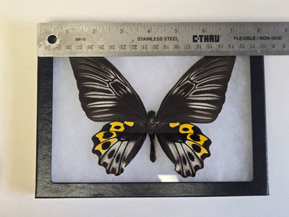 RARE Framed Troides hypolitus Birdwing Butterfly