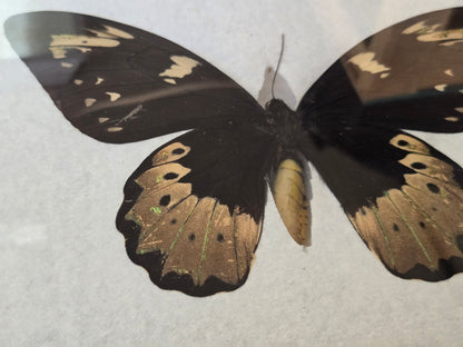 Ornithoptera goliath Female Aberration (Male coloring)