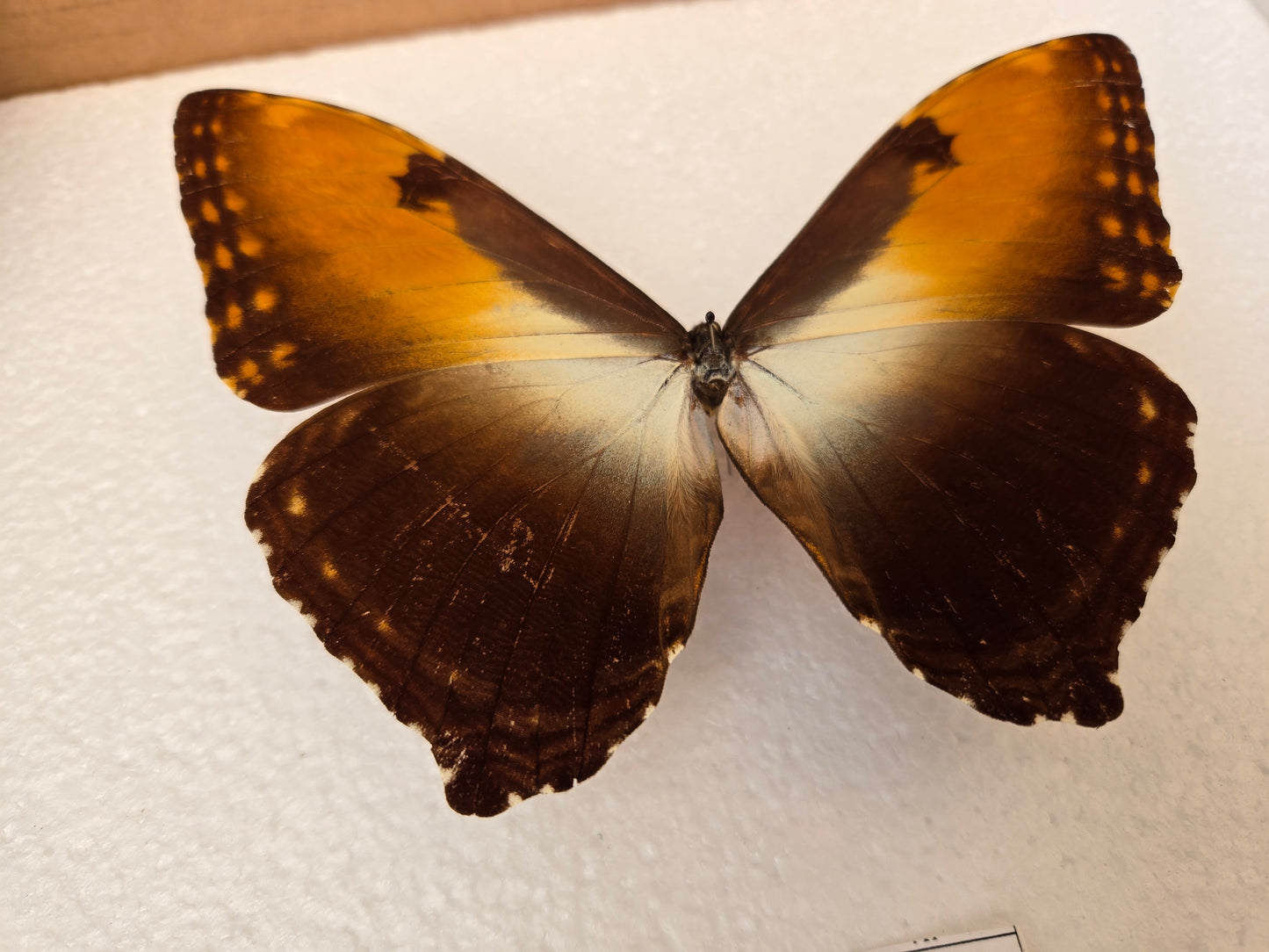 Spread Morpho hecuba obidona RARE! Sunset Morpho LOT 451