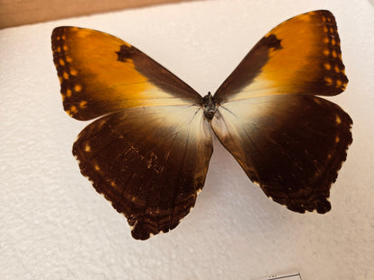 Spread Morpho hecuba obidona RARE! Sunset Morpho LOT 451