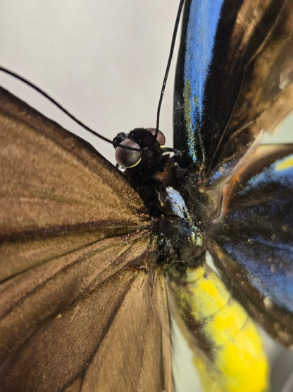 Ornithoptera p. urvillianus Gynandromorph WORLD RARITY!