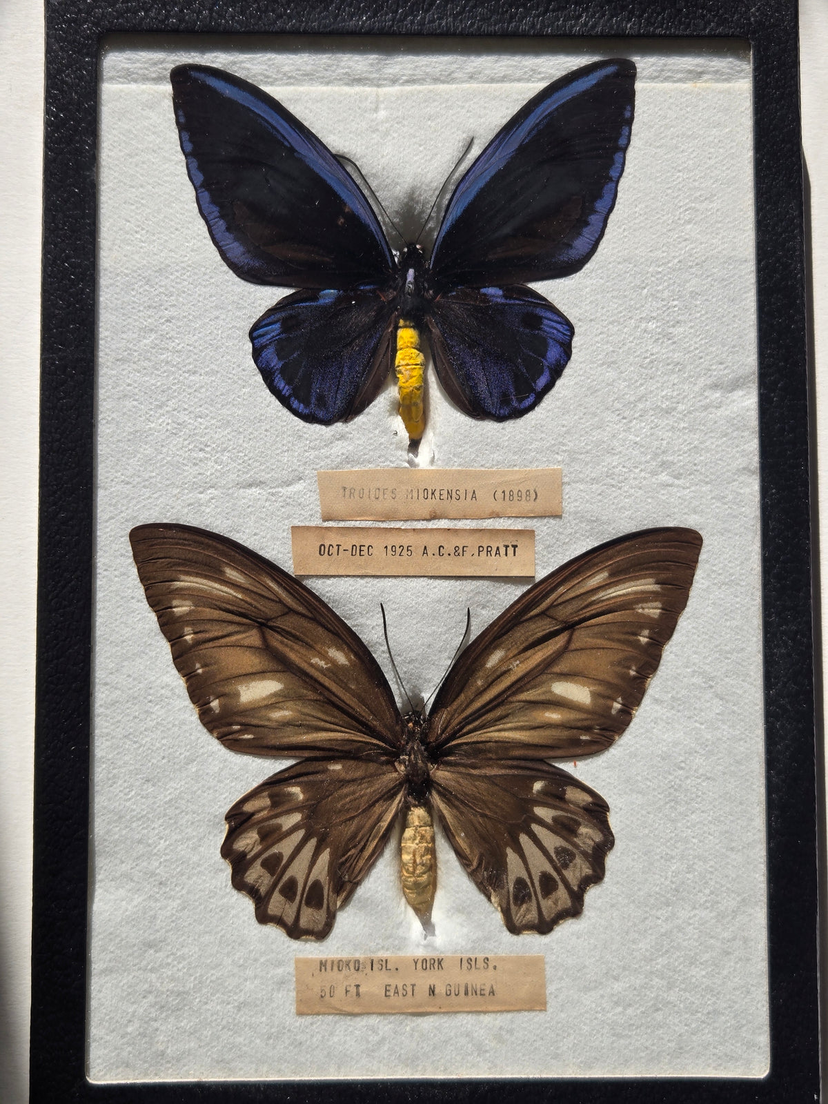 Ornithoptera priamus miokensis WORLD RARITY! 1925 PAIR