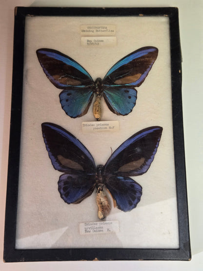 Vintage 1963 Framed Birdwing Butterflies