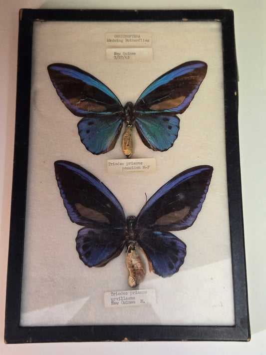 Vintage 1963 Framed Birdwing Butterflies