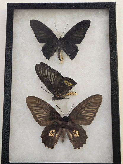 Framed RARE Troides dohertyi Birdwing Set -Talaud Is.