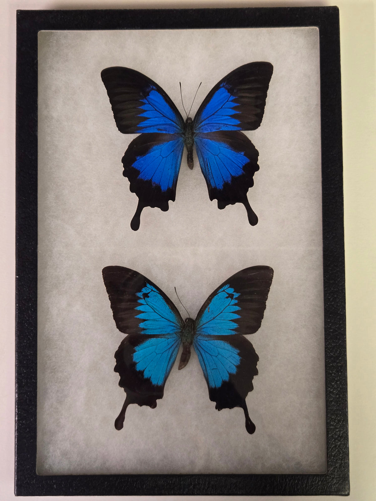Framed Papilio ulysses Subspecies Set