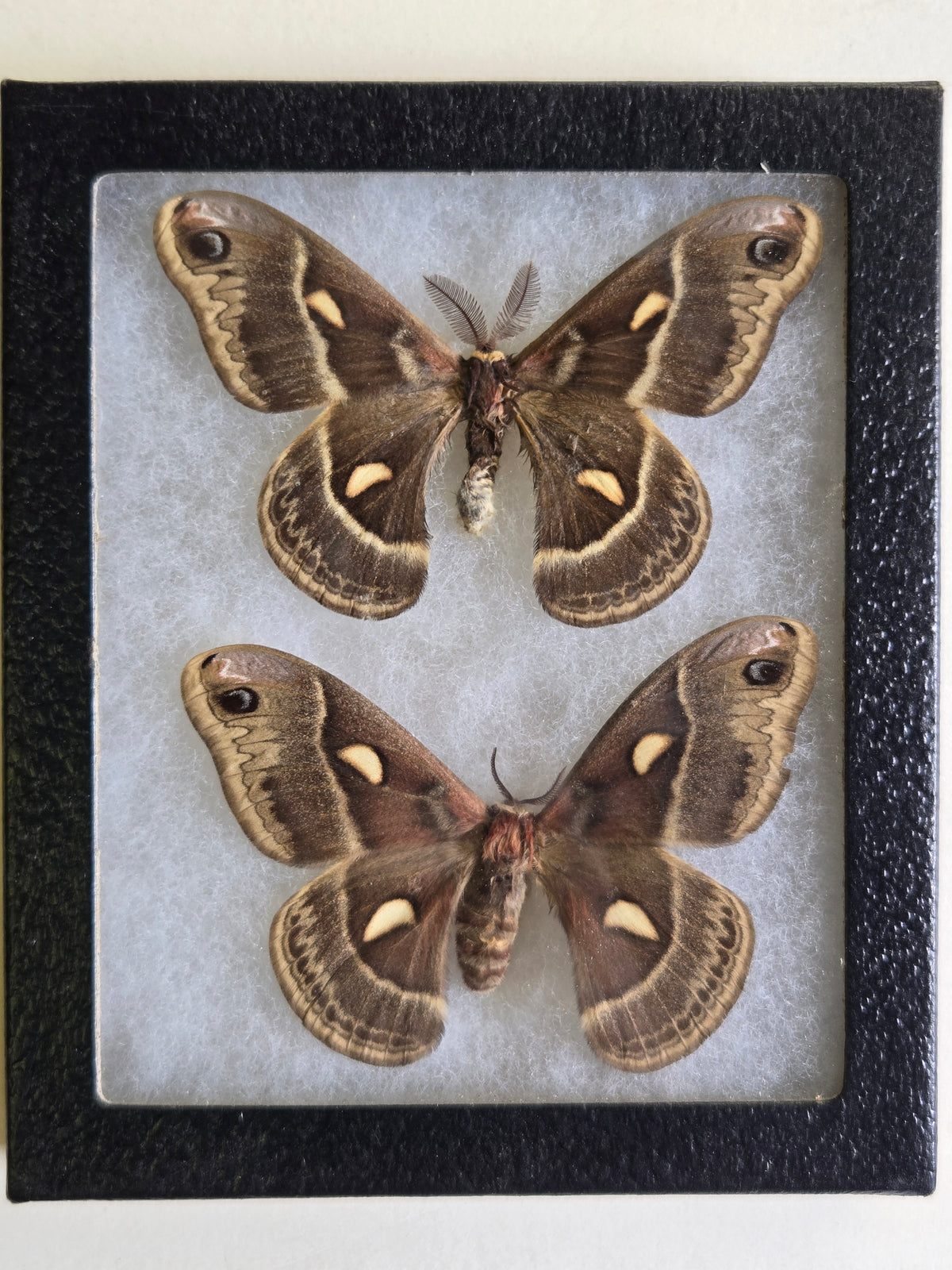 Framed Columbia Silk Moth, Hylophora columbia PAIR
