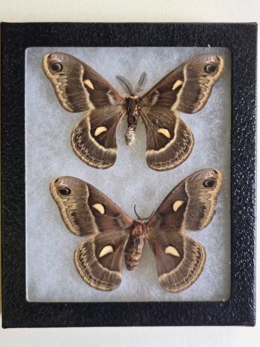 Framed Columbia Silk Moth, Hylophora columbia PAIR