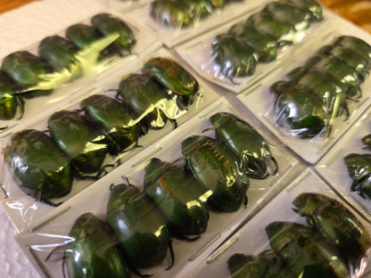 Pack of 5 Anomala cupripes beetles