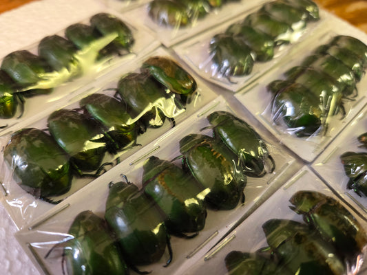 Pack of 5 Anomala cupripes beetles