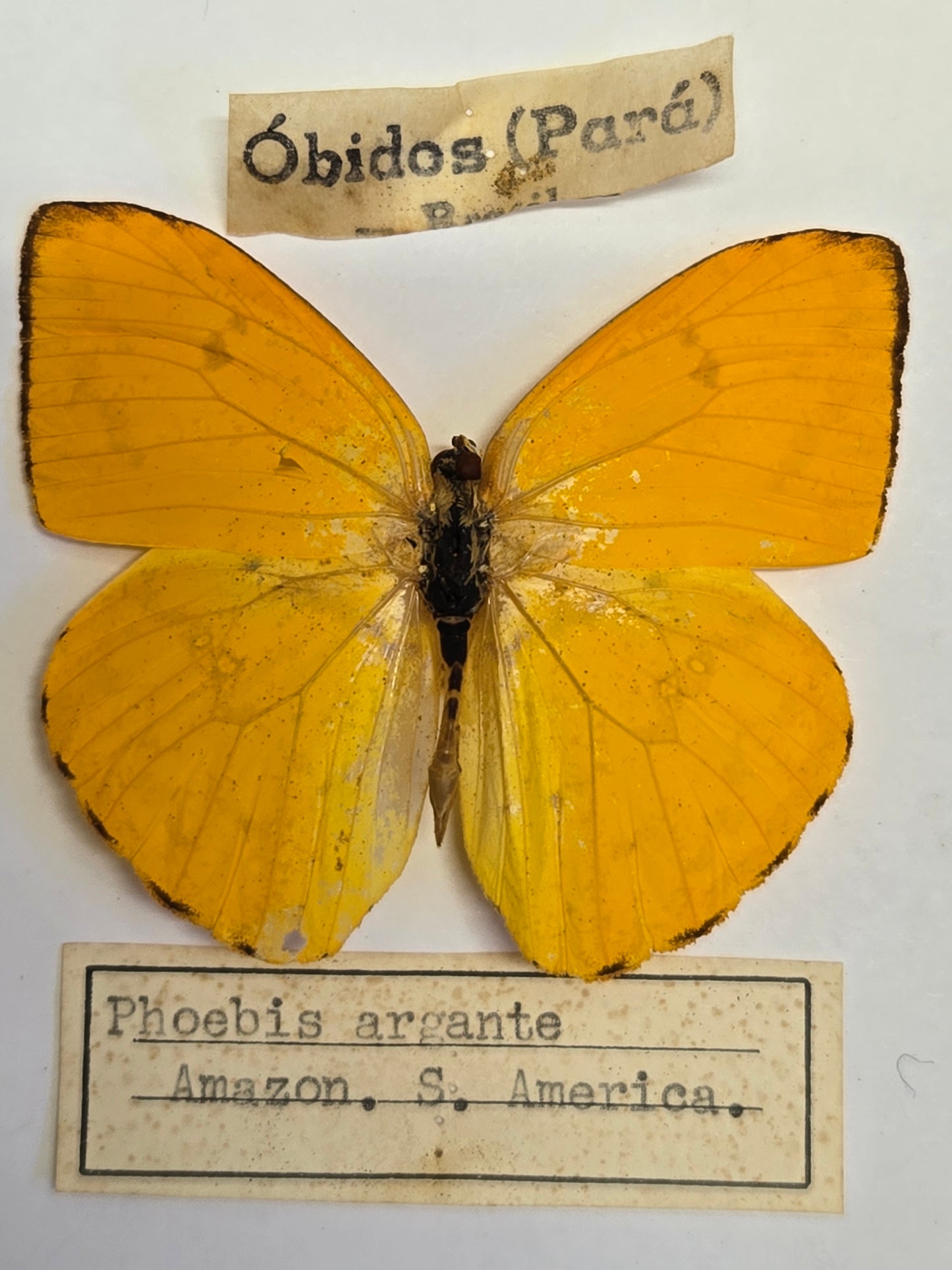5 'Vintage' Butterflies LOT 402