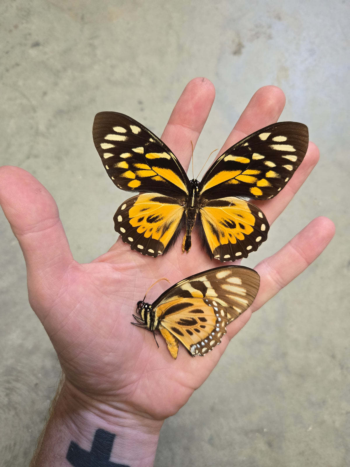 Papilio zagreus, 'Giant Orange Tiger'