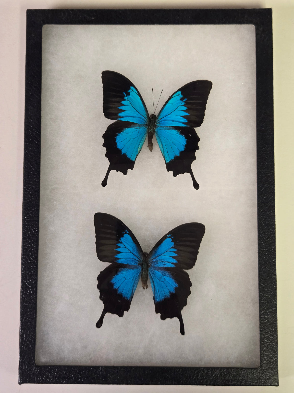 Framed Papilio ulysses Subspecies Set