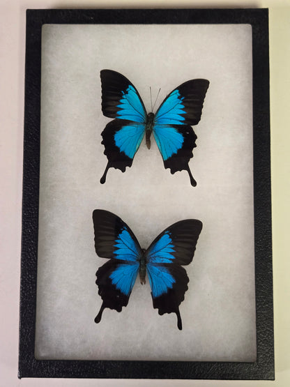 Framed Papilio ulysses Subspecies Set
