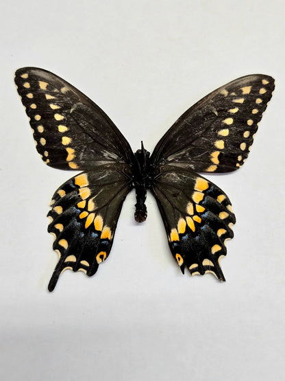 Spread Black Swallowtail Papilio polyxenes A- LOT 403