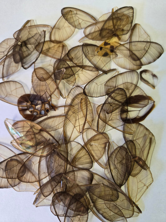 Clearwing Butterfly Wings, Mixed Lot of 25
