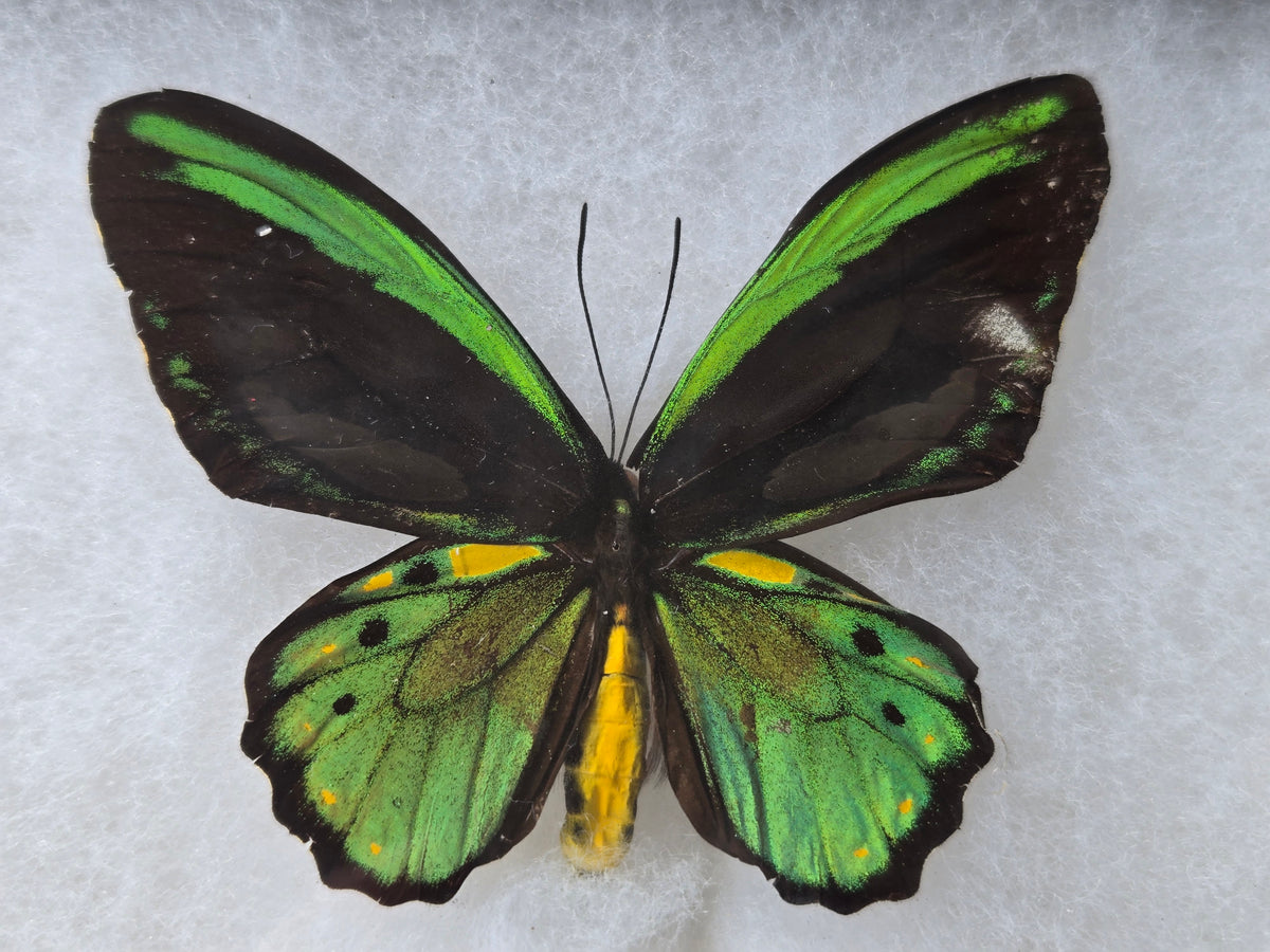 Ornithoptera euphorion, Cairn's Birdwing PAIR