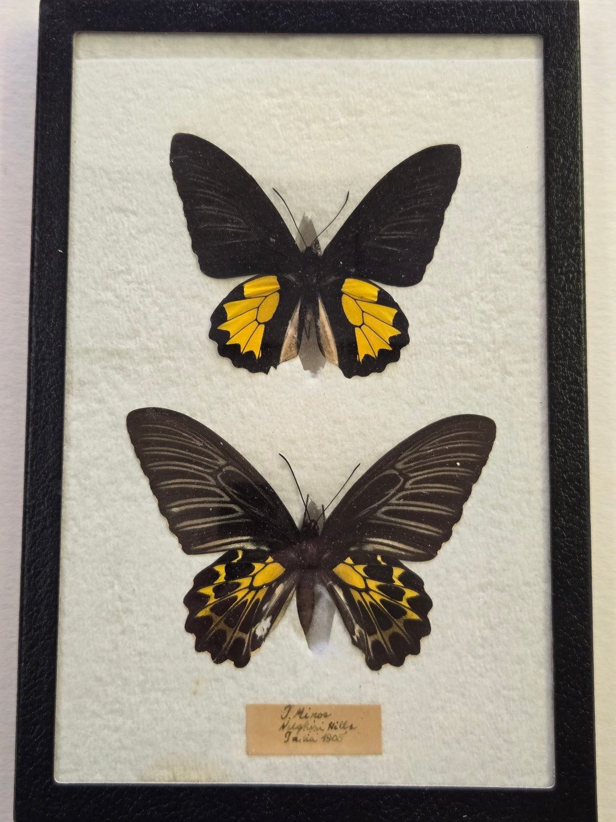 Framed RARE Troides minos -1905, India